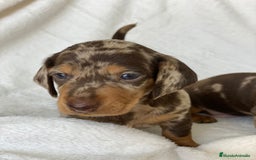 Teckel Miniatura perros en venta: TECKEL ARLEQUÍN CHOCOLATE - Imagen 5