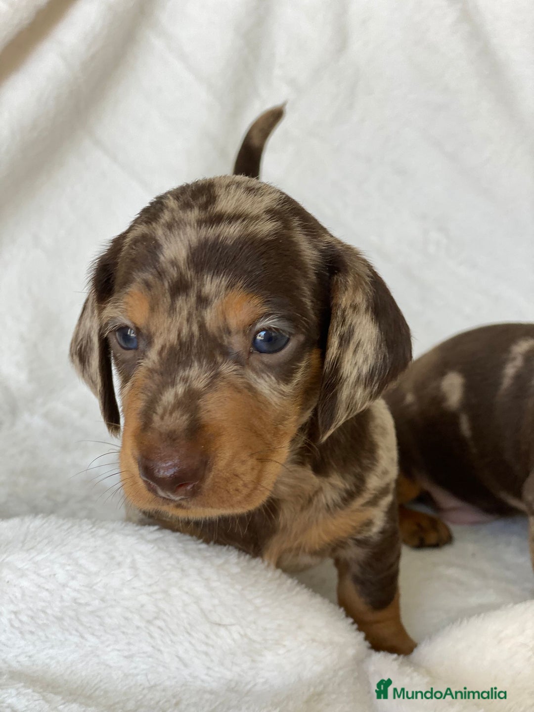 Teckel Miniatura perros en venta: TECKEL ARLEQUÍN CHOCOLATE - Imagen 5