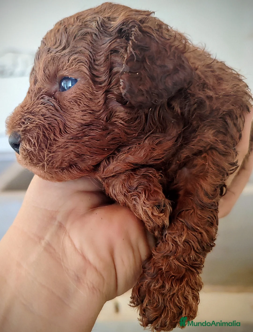 Caniche Toy perros en venta: Caniche Toy  - Anuncio 1