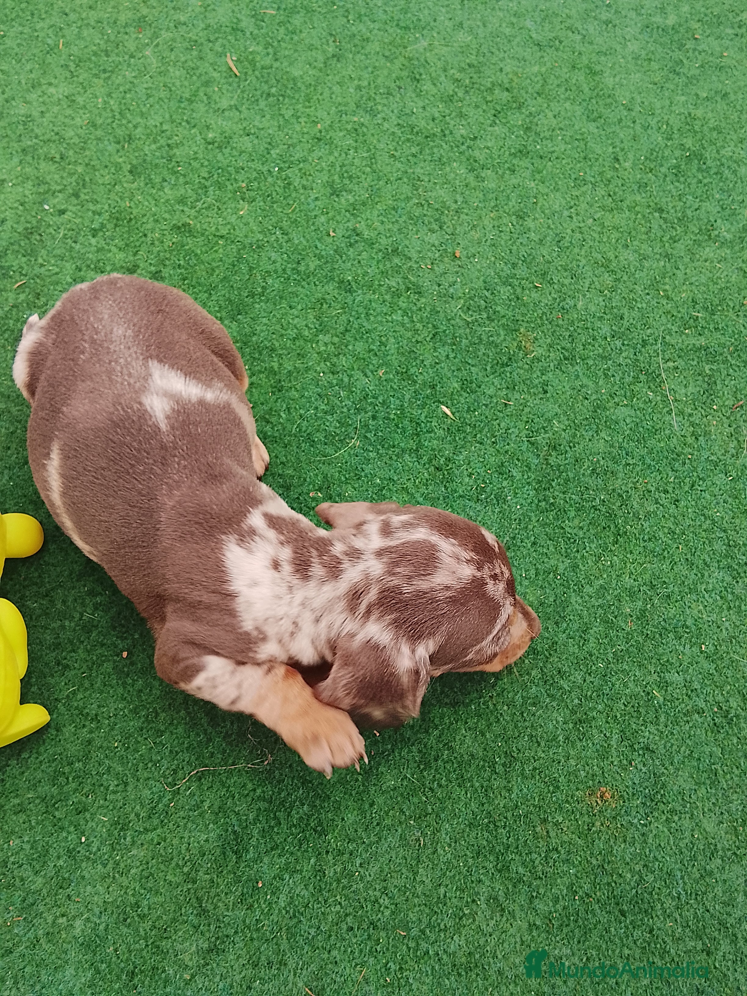 Teckel perros Cachorros de teckel  - Anuncio 7