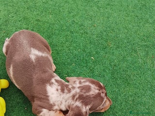 Teckel perros Cachorros de teckel - Anuncio 3