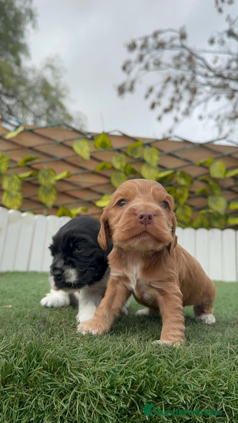 Cocker Spaniel Inglés perros COCKER SPANIEL INGLES - Anuncio 1