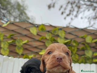 Cocker Spaniel Inglés perros COCKER SPANIEL INGLES - Anuncio 1