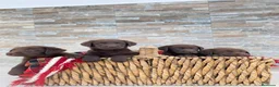 Labrador Retriever perros en venta: Exclusivos cachorros de Labrador Retriever. - Anuncio 5