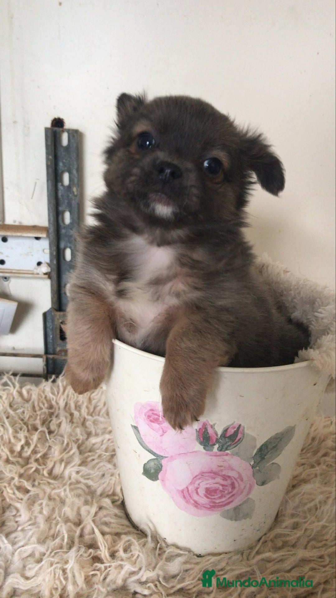 Chihuahua perros en venta: Cachorritos chihuahua  - Anuncio 5