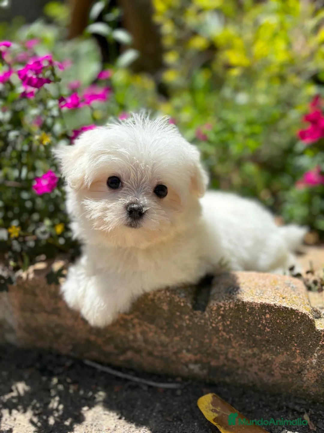 Bichón Maltés perros en venta: Bichon Maltés  - Anuncio 2