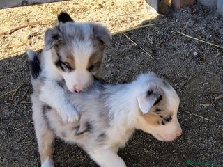 Border Collie perros Boder collie Getafe - Anuncio 5