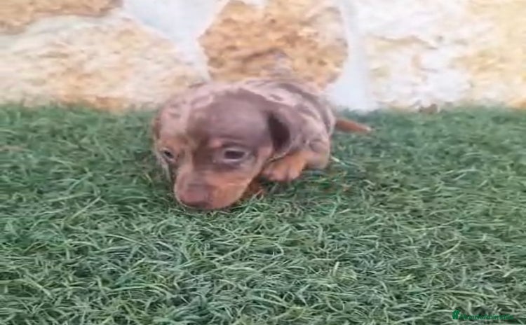 Teckel Miniatura perros Teckel Mini Hembra Arleq.Choco - Anuncio 11