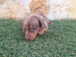 Teckel Miniatura perros Teckel Mini Hembra Arleq.Choco - Anuncio 32