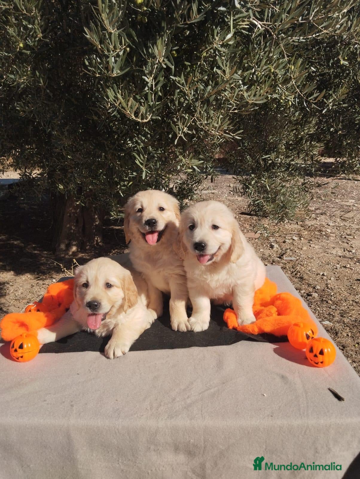 Golden Retriever perros Golden Retriever - Anuncio 1