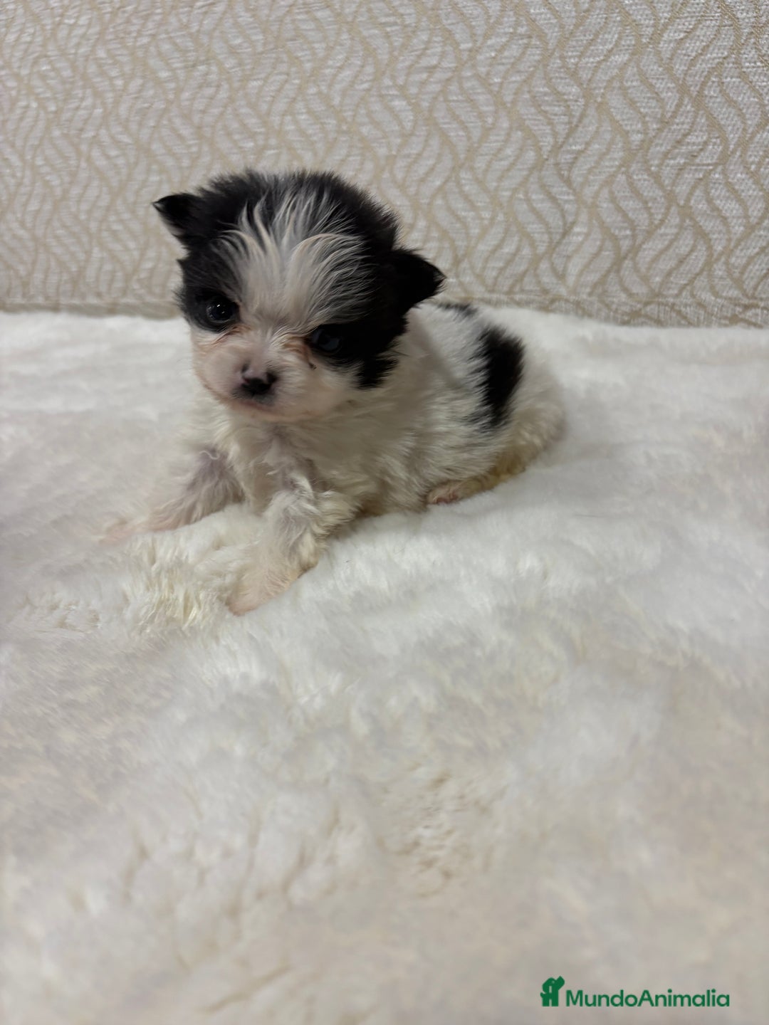 Pomerania perros en venta: Lulu Pomerania macho mini Toy color party - Anuncio 6