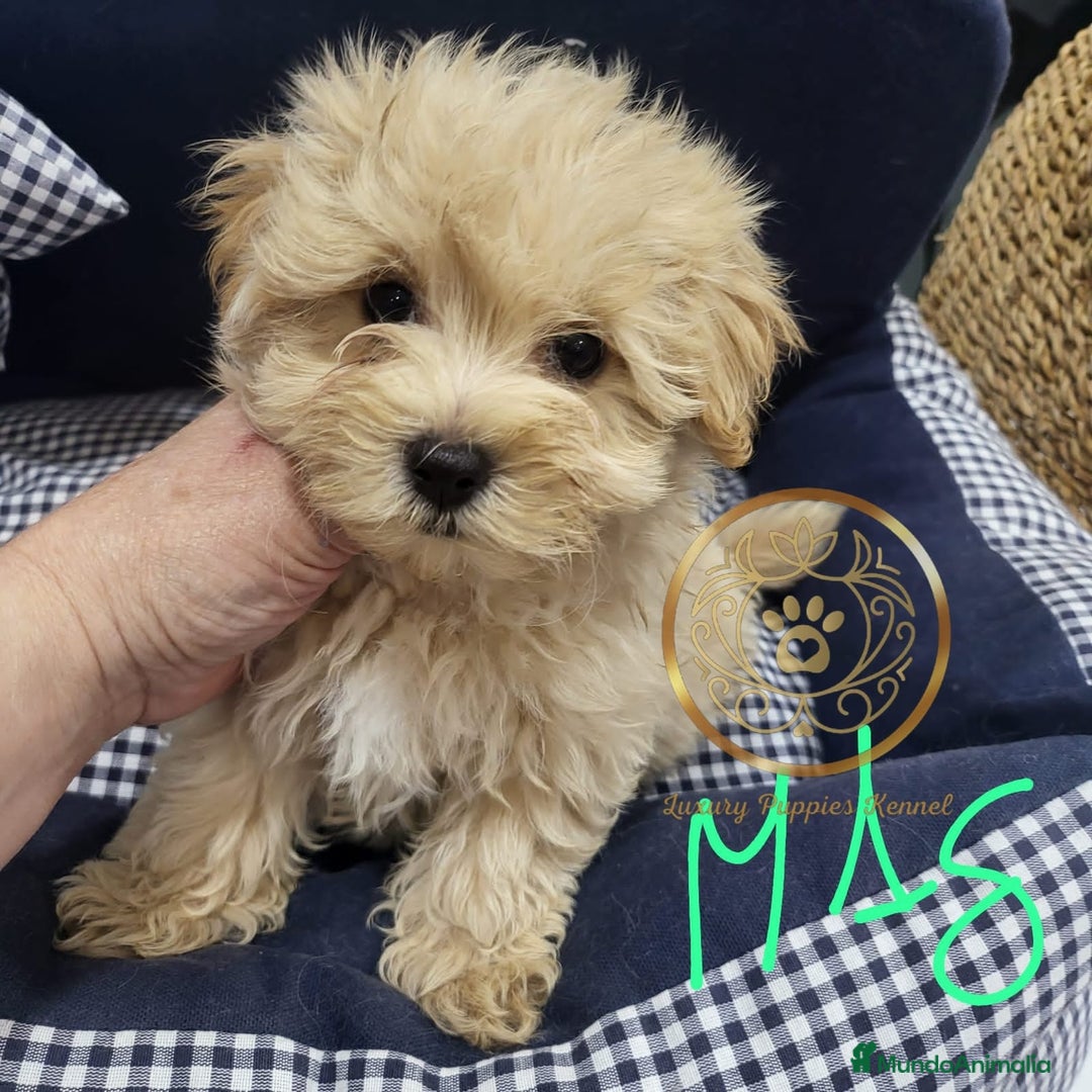 Maltipoo perros en venta: Maltipoo toy  - Anuncio 2