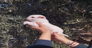 Chihuahua perros - Anuncio 10