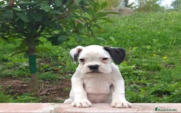 Boxer perros en venta: BOXER BLANCO - Imagen 3