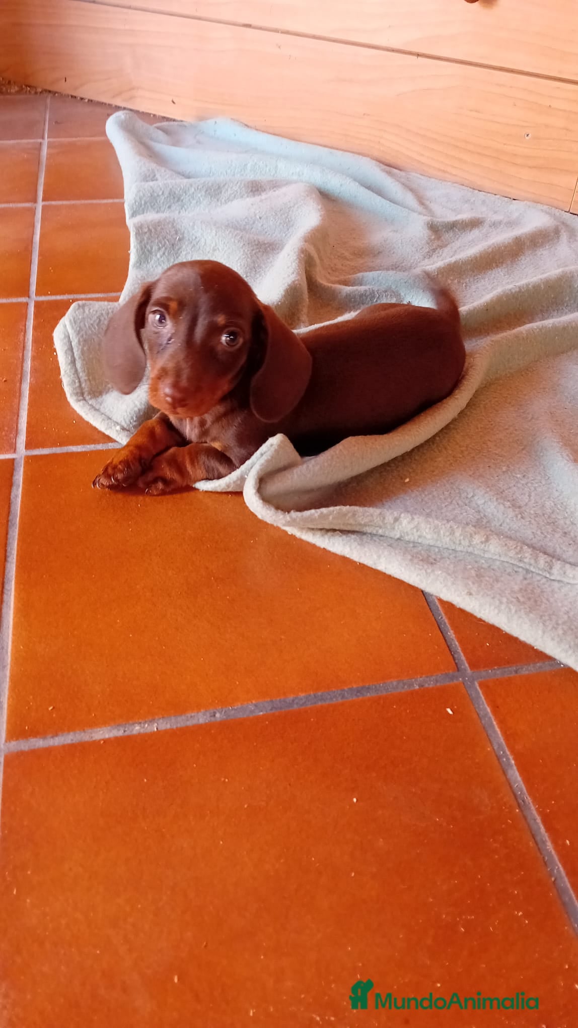 Teckel Miniatura perros Teckels minis Chocolates - Anuncio 1