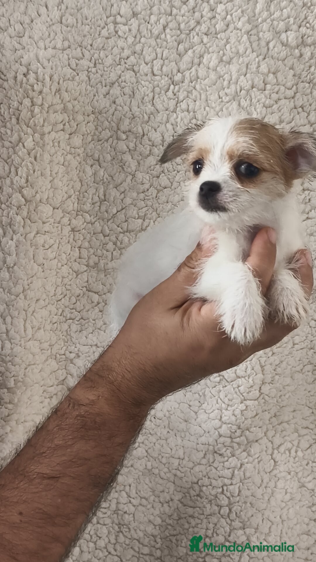 Raza Mixta perros en venta: Maltichi hembra y macho  - Imagen 3