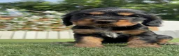Cocker Spaniel Inglés perros en venta: COCKER SPANIEL INGLÉS  - Anuncio 13