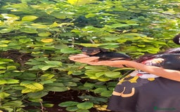 Pinscher Austríaco de Pelo Corto perros en venta: Pinche miniatura calidad y selección - Imagen 4