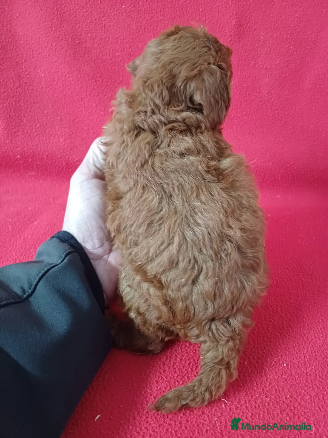 Caniche Enano perros en venta: Caniche Mini  - Anuncio 3