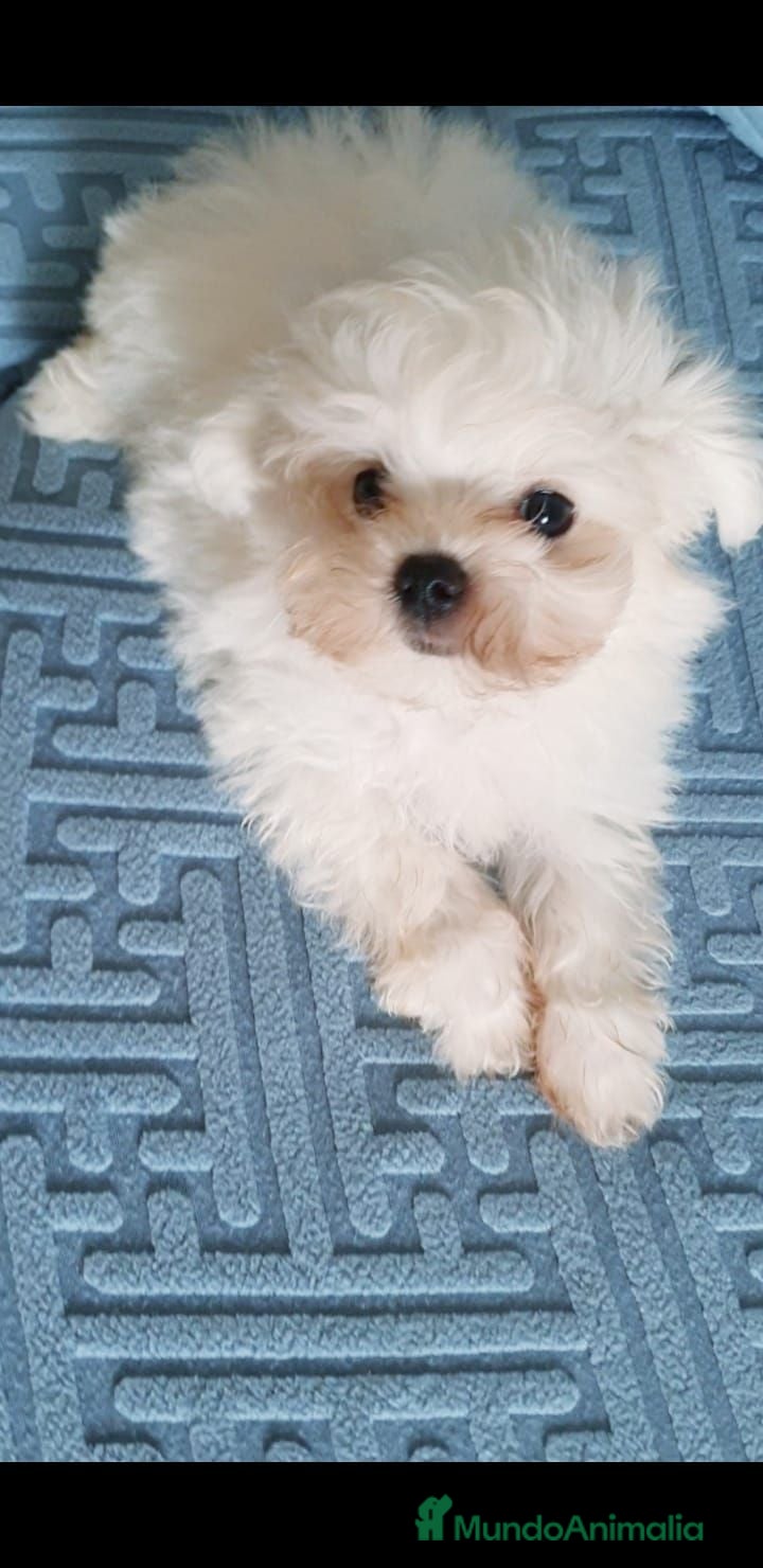 Bichón Maltés perros Bichón maltés Macho - Anuncio 1