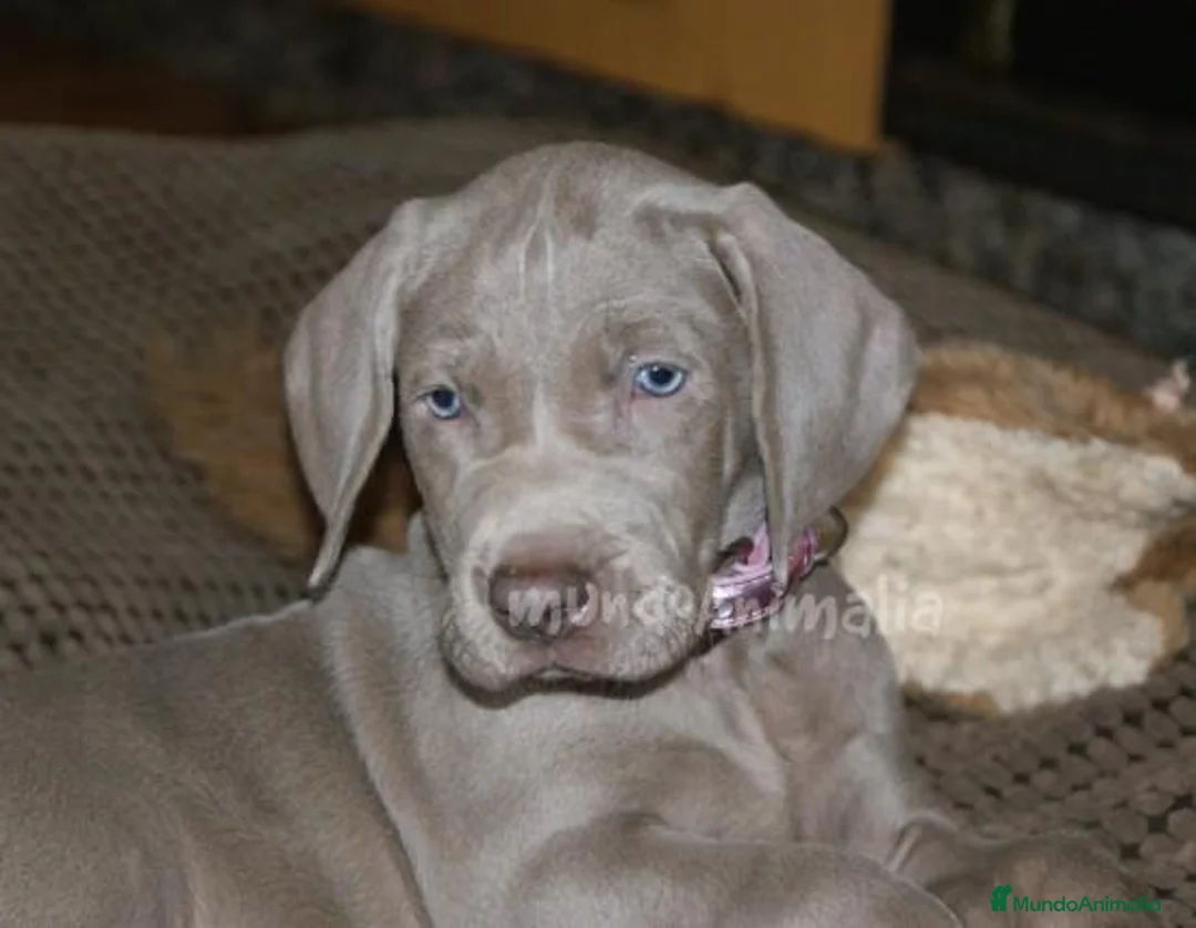 Imagen de galería {{count}}