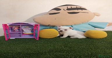 Chihuahua perros - Anuncio 3