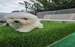 Bichón Maltés perros en venta: Bichon maktes coreano y americano  - Imagen 3