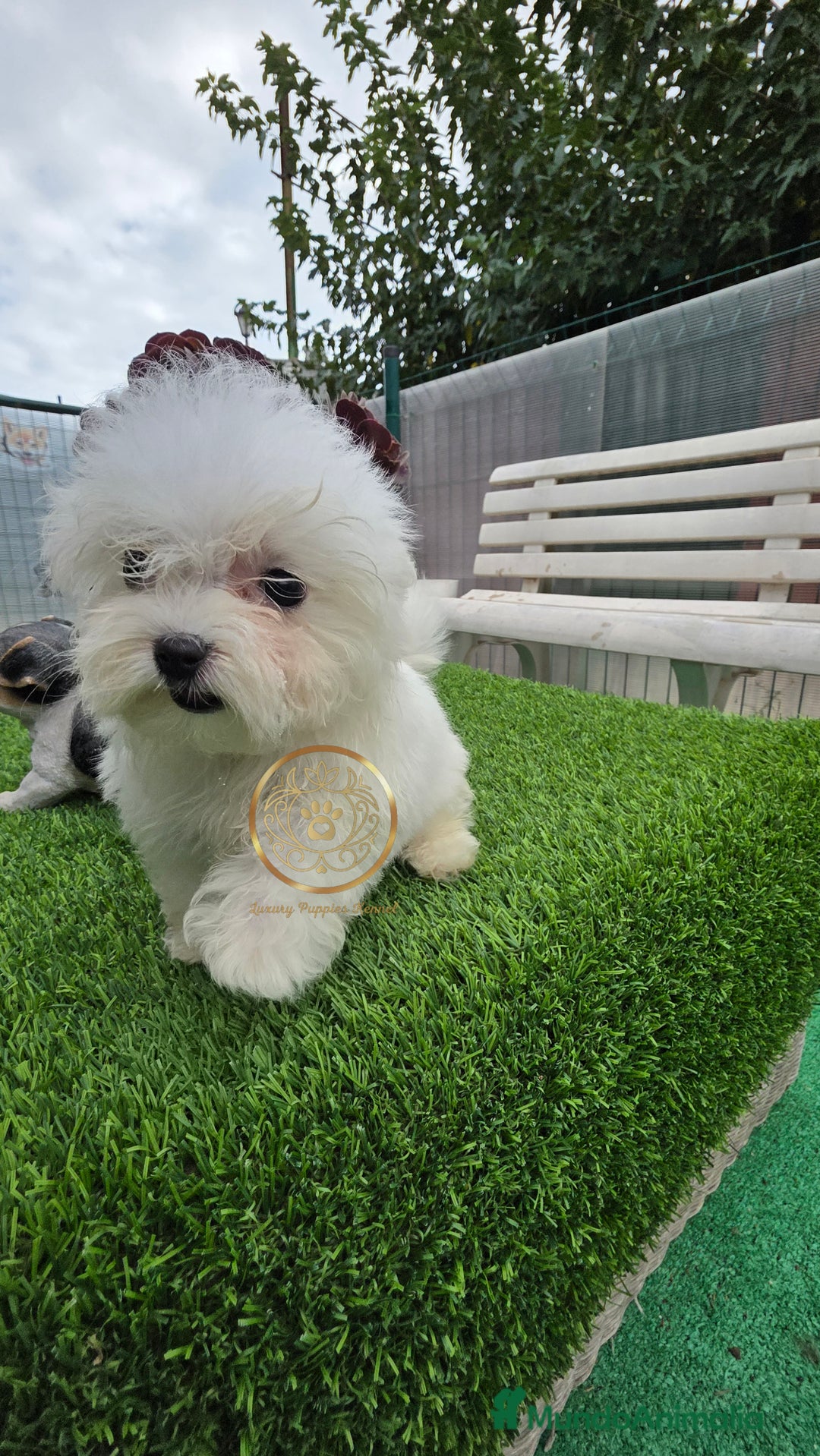 Bichón Maltés perros en venta: Bichon maktes coreano y americano  - Imagen 3