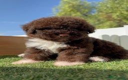 Perro de Agua Español perros en venta: PERRO DE AGUA HEMBRA - Imagen 5