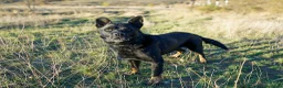 Raza Mixta perros en adopcion: TEX busca hogar - Anuncio 3