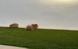 Pomerania perros en venta: Pomeranias con cara de zorrito  - Imagen 1