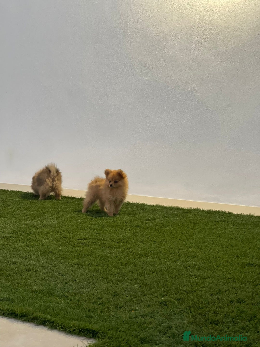 Pomerania perros en venta: Pomeranias con cara de zorrito  - Imagen 1