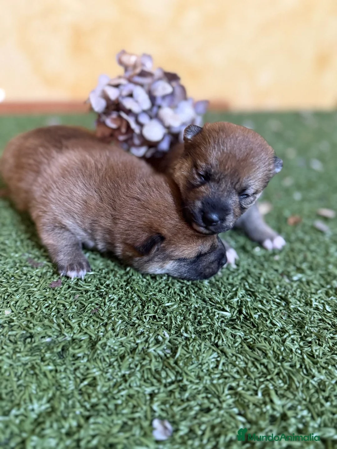 Shiba Inu perros en venta: Shiba Inu  - Anuncio 4