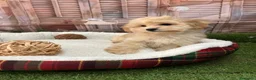 Maltipoo perros en venta: Maltipoo listo para conocer a su nueva famila!! - Anuncio 4