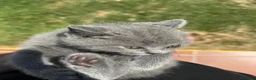 Británico de Pelo Corto Azul gatos en venta:  gato brithish azules - Anuncio 3