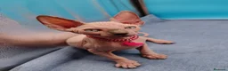 Sphynx gatos en venta: Preciosa camada ojos azules  - Anuncio 7