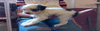 Perro Crestado Chino Cachorro 2