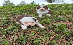 Pastor Australiano perros en venta: Pastor Australiano  - Imagen 14