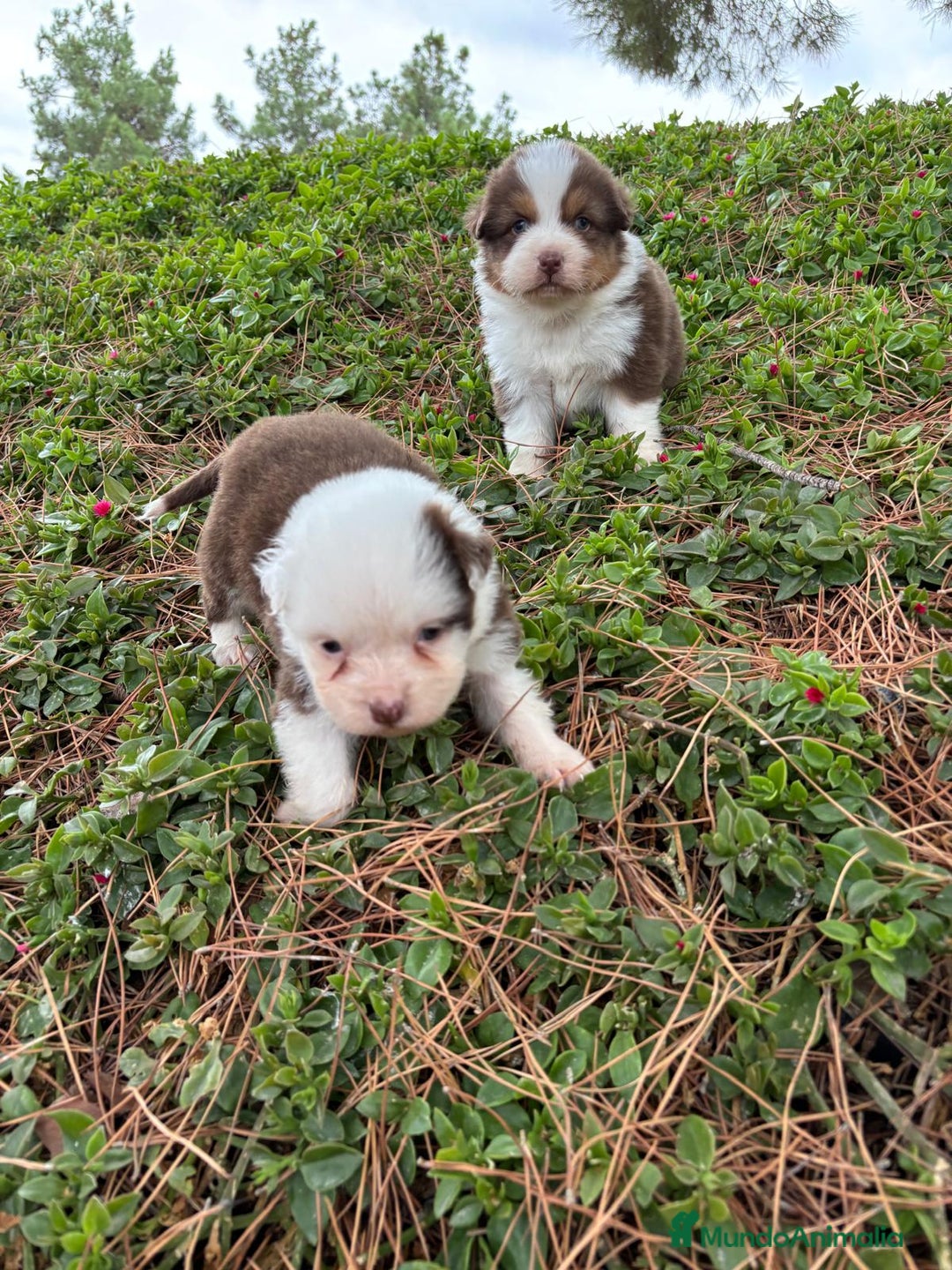 Pastor Australiano perros en venta: Pastor Australiano  - Imagen 14