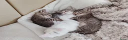 Europeo de Pelo Corto gatos en venta: Gatito europeo atigrado - Anuncio 1