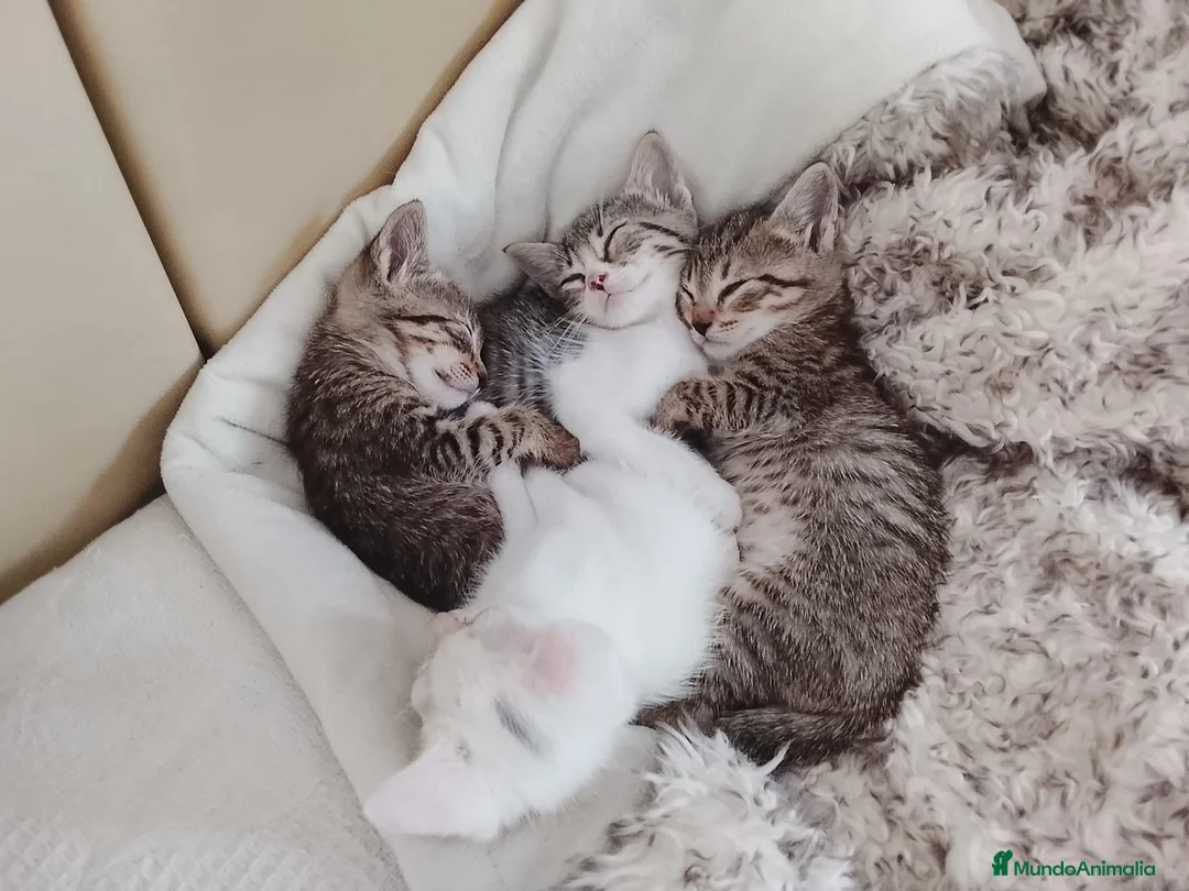 Europeo de Pelo Corto gatos en venta: Gatito europeo atigrado - Anuncio 1