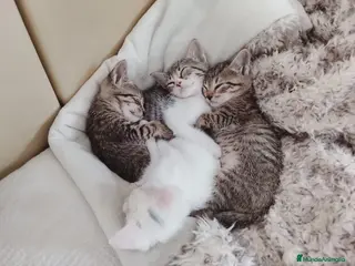 Europeo de Pelo Corto gatos Gatito europeo atigrado - Anuncio 2