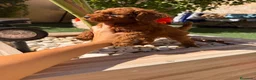 Caniche Toy perros en venta: Caniche Toy rojo pimentón  - Anuncio 3