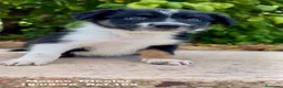 Border Collie perros en venta: BORDER COLLIE DE VILLA BIZNAGA - Anuncio 1