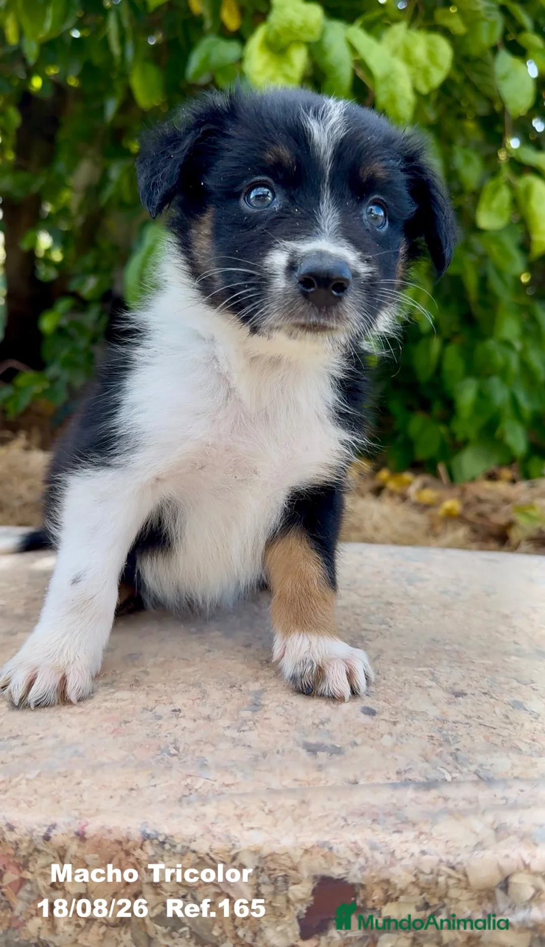Border Collie perros en venta: BORDER COLLIE DE VILLA BIZNAGA - Anuncio 1