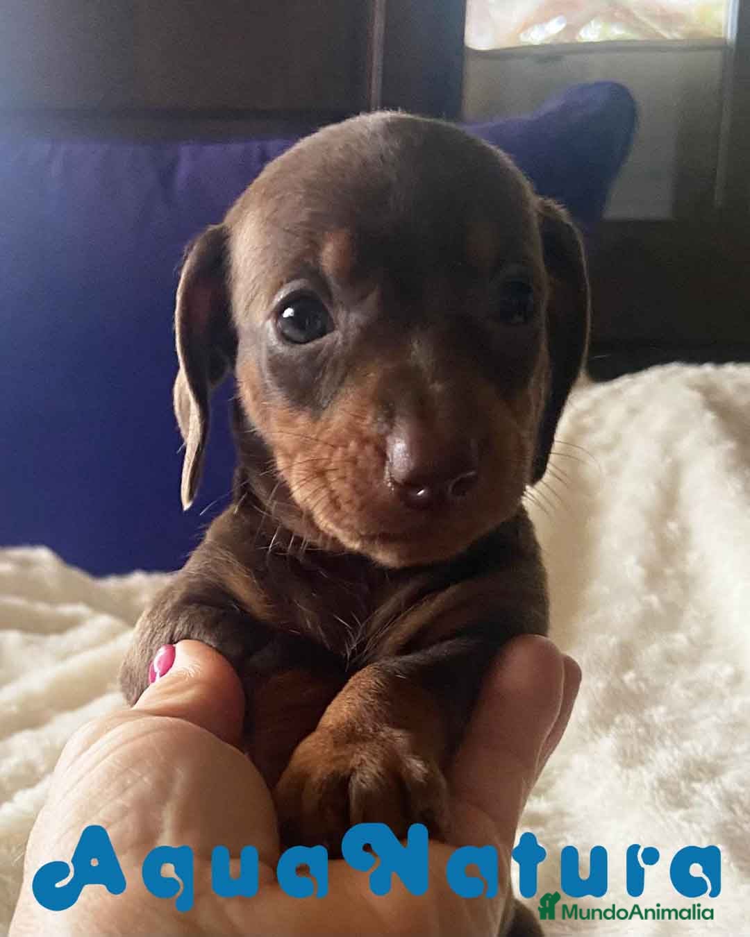 Teckel Miniatura perros  Teckel Macho de Kily y Tilo 1884 AQUANATURA en Barcelona - Anuncio 2