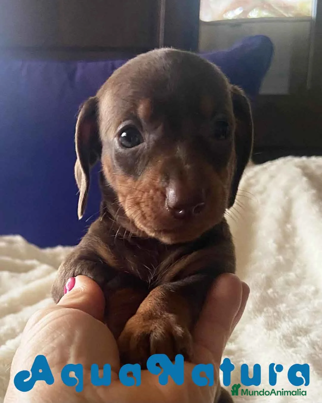 Teckel Miniatura perros en venta:  Teckel Macho de Kily y Tilo 1884 AQUANATURA en Barcelona - Anuncio 2