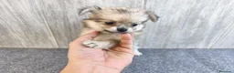 Chihuahua perros en venta: CHIHUAHUA HEMBRA PELO LARGO - Anuncio 2