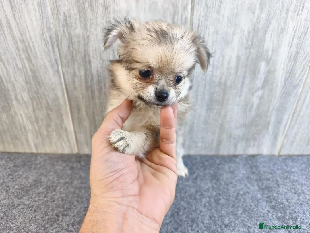 Chihuahua perros en venta: CHIHUAHUA HEMBRA PELO LARGO - Anuncio 2