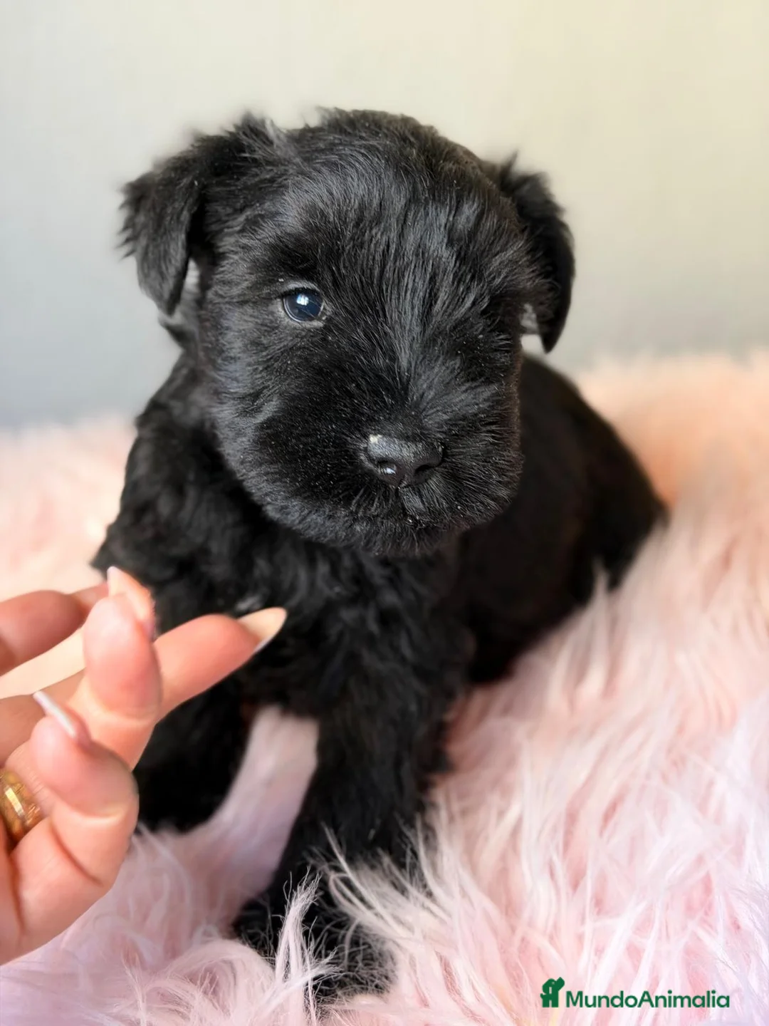 Schnauzer Miniatura perros en venta: SCHNAUZER MINIATURA NEGRO - Anuncio 2
